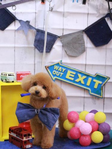 20230412ぴこちゃん